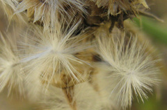 Hirpicium
