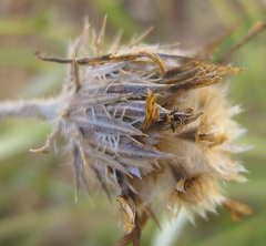 Hirpicium