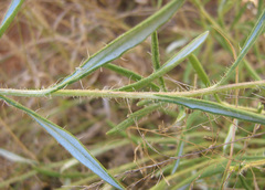 Hirpicium