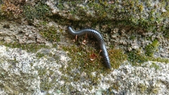 Ommatoiulus sabulosus aimatopodus