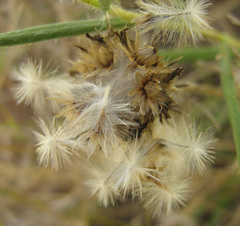 Hirpicium