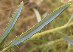 Hirpicium