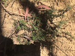 Micrantheum ericoides