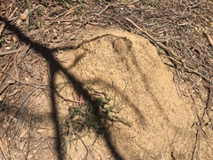 Micrantheum ericoides