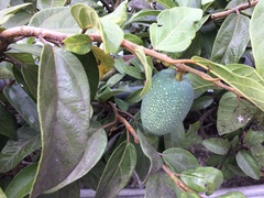 Ficus pumila awkeotsang