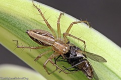 Oxyopes javanus