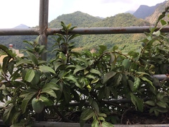 Ficus pumila awkeotsang