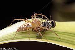 Oxyopes javanus