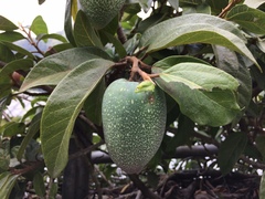 Ficus pumila awkeotsang