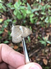 Nhambikuara cerradensis