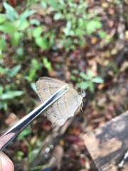 Nhambikuara cerradensis