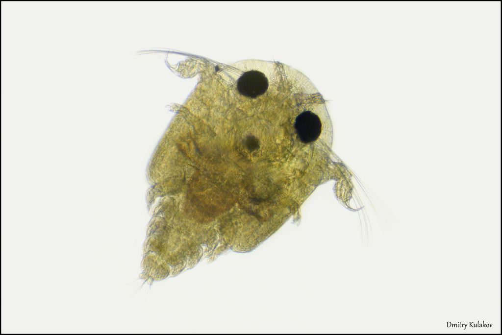 Branchiurans and Tongue Worms