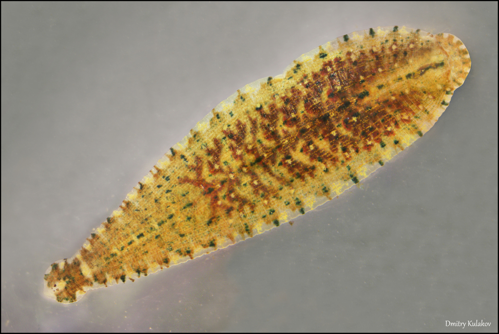 Hemiclepsis marginata