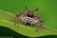 Portia labiata