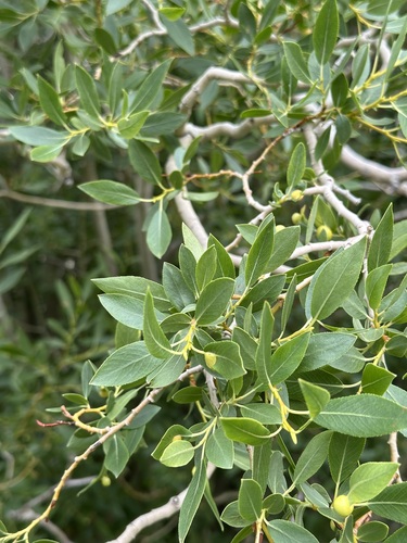 yellow willow (Salix lutea)