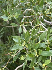 Salix lutea, photograph (c) Barbara Banfield, some rights reserved (CC BY)