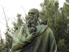 Columba livia domestica