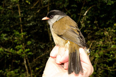 Sylvia nigricapillus