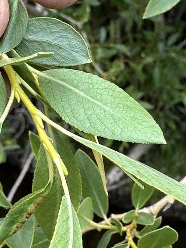 Salix lutea