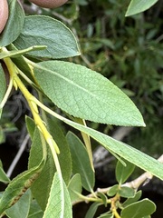 Salix lutea