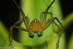 Oxyopes javanus