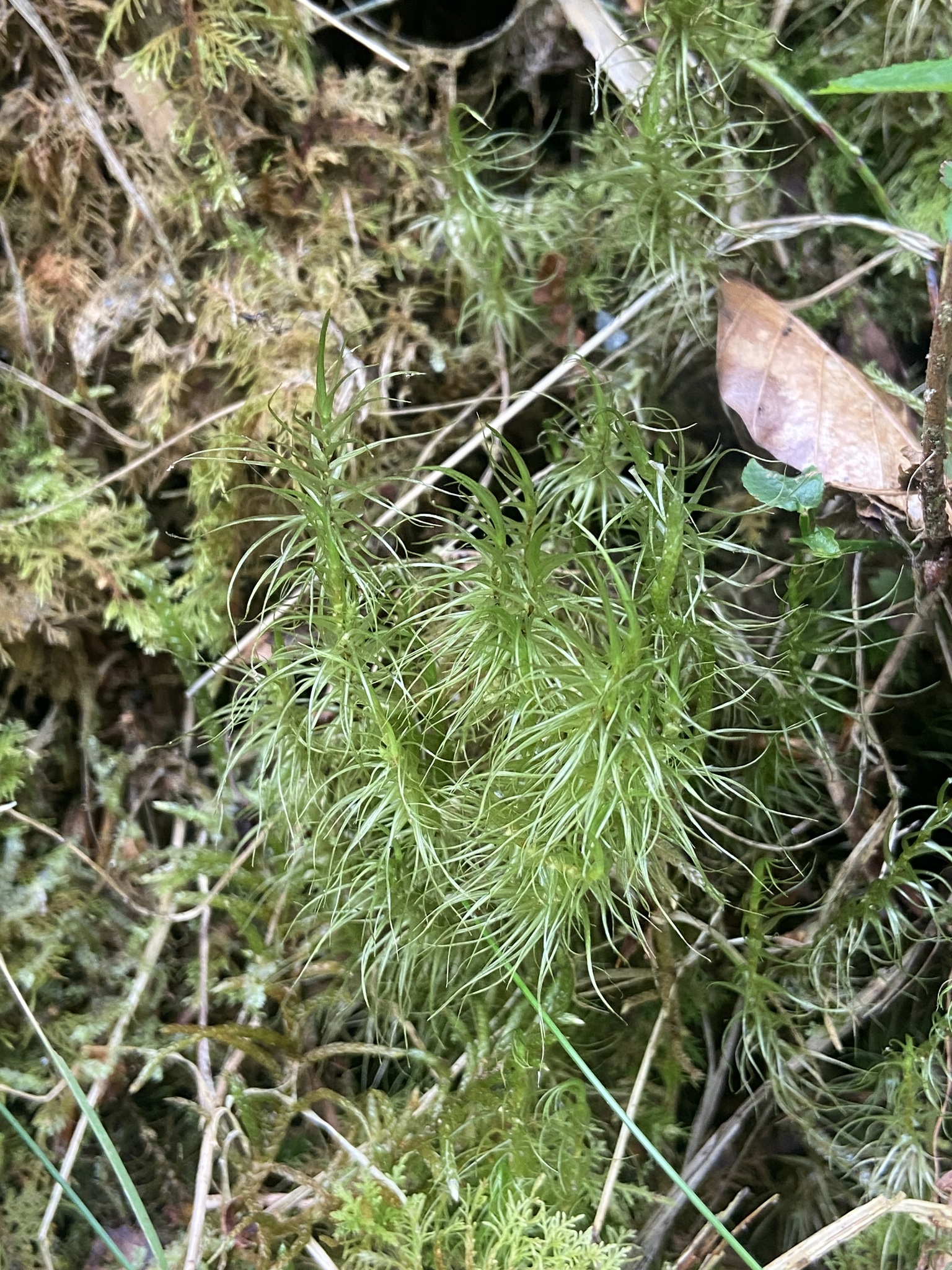 Dicranum majus var. majus