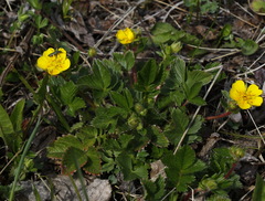 Potentilla stolonifera