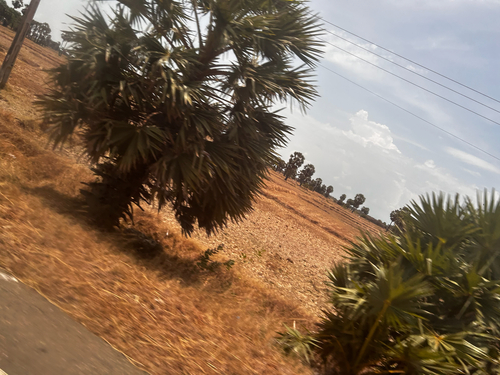 Asian Palmyra Palm