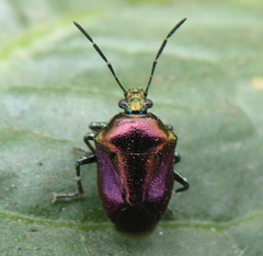 Dorycoris pavoninus