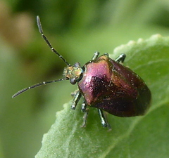 Dorycoris pavoninus