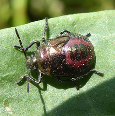 Dorycoris pavoninus