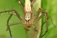 Oxyopes javanus