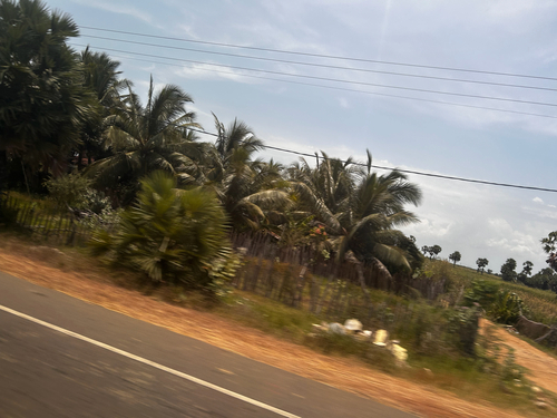 coconut palm