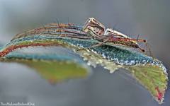 Oxyopes javanus