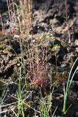 Epilobium davuricum