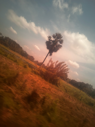 Asian Palmyra Palm