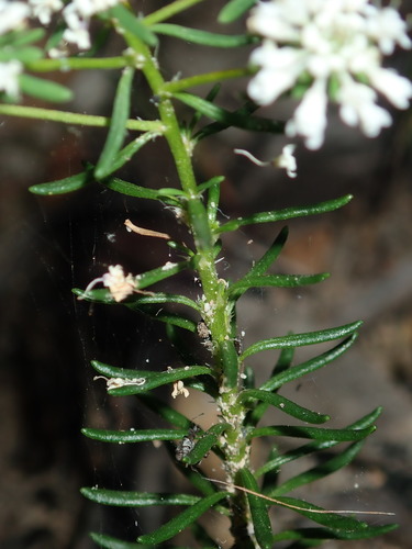 Image of Poranthera ericifolia by (c) Thomas Mesaglio, some rights reserved (CC BY)