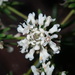 Poranthera ericifolia - Photo (c) Thomas Mesaglio, algunos derechos reservados (CC BY), uploaded by Thomas Mesaglio