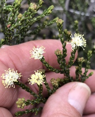 Microcybe multiflora