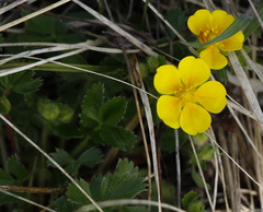 Potentilla stolonifera