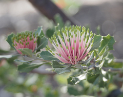 Banksia cuneata