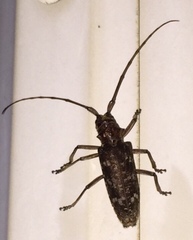 Monochamus titillator