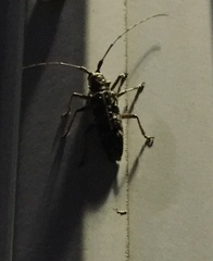 Monochamus titillator