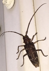 Monochamus titillator