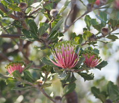 Banksia cuneata
