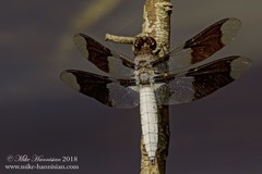 Plathemis lydia