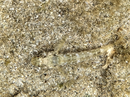 Gobius paganellus