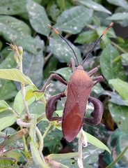 Anoplocnemis phasianus