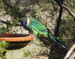 Barnardius zonarius semitorquatus