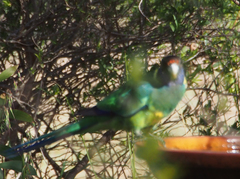 Barnardius zonarius semitorquatus